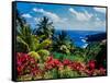 Elevated view of trees and plants on the East Coast, Dominica-null-Framed Stretched Canvas