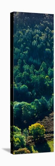 Elevated view of trees, Loch Tummel, Pitlochry, Perth and Kinross, Scotland-null-Stretched Canvas