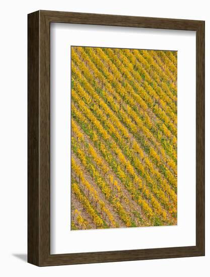 Elevated view of vineyard in autumn, Bacharach, Mainz-Bingen, Rhineland-Palatinate, Germany-null-Framed Photographic Print