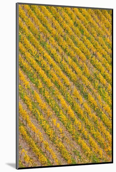 Elevated view of vineyard in autumn, Bacharach, Mainz-Bingen, Rhineland-Palatinate, Germany-null-Mounted Photographic Print