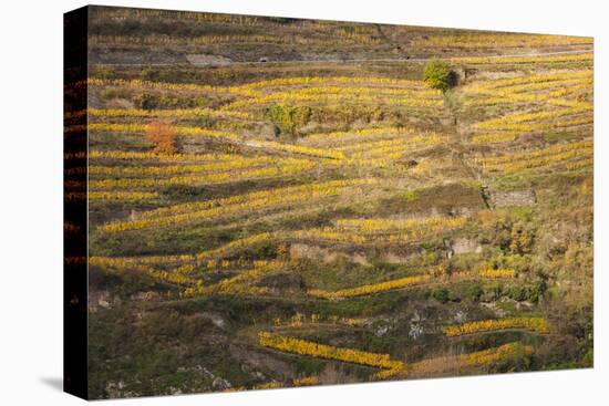 Elevated view of vineyards in autumn, Oberwesel, Rhineland-Palatinate, Germany-null-Stretched Canvas