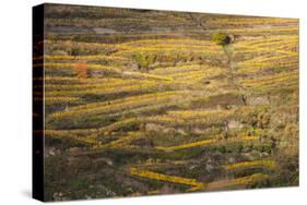 Elevated view of vineyards in autumn, Oberwesel, Rhineland-Palatinate, Germany-null-Stretched Canvas