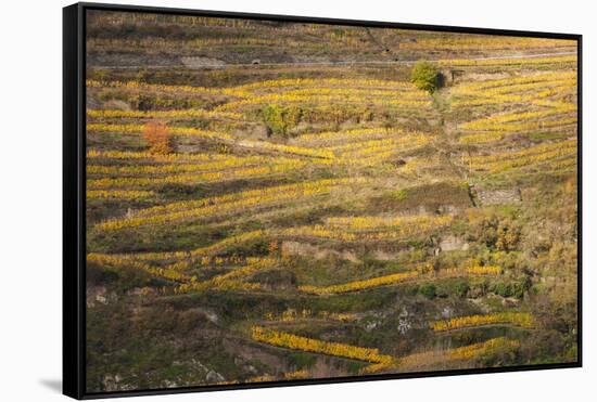 Elevated view of vineyards in autumn, Oberwesel, Rhineland-Palatinate, Germany-null-Framed Stretched Canvas