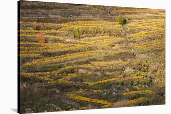 Elevated view of vineyards in autumn, Oberwesel, Rhineland-Palatinate, Germany-null-Stretched Canvas