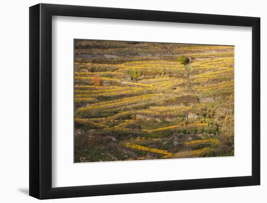 Elevated view of vineyards in autumn, Oberwesel, Rhineland-Palatinate, Germany-null-Framed Photographic Print