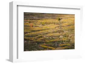 Elevated view of vineyards in autumn, Oberwesel, Rhineland-Palatinate, Germany-null-Framed Photographic Print