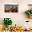 Elevated View over Cuzco and Plaza De Armas, Cuzco, Peru, South America-Yadid Levy-Photographic Print displayed on a wall