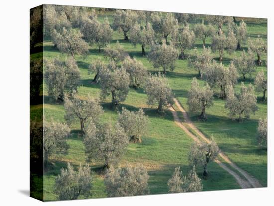 Elevated View Over Olive Trees in Olive Grove, Tuscany, Italy-Jean Brooks-Stretched Canvas