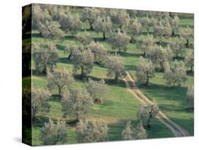 Elevated View Over Olive Trees in Olive Grove, Tuscany, Italy-Jean Brooks-Stretched Canvas