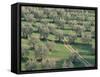 Elevated View Over Olive Trees in Olive Grove, Tuscany, Italy-Jean Brooks-Framed Stretched Canvas