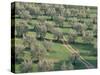 Elevated View Over Olive Trees in Olive Grove, Tuscany, Italy-Jean Brooks-Stretched Canvas