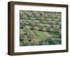 Elevated View Over Olive Trees in Olive Grove, Tuscany, Italy-Jean Brooks-Framed Photographic Print