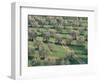 Elevated View Over Olive Trees in Olive Grove, Tuscany, Italy-Jean Brooks-Framed Photographic Print