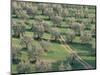 Elevated View Over Olive Trees in Olive Grove, Tuscany, Italy-Jean Brooks-Mounted Photographic Print