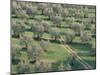 Elevated View Over Olive Trees in Olive Grove, Tuscany, Italy-Jean Brooks-Mounted Photographic Print