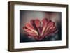 Elevation Bloom-Nathan Larson-Framed Photographic Print