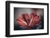 Elevation Bloom-Nathan Larson-Framed Photographic Print