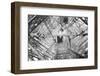 Elevator Shaft of the Eiffel Tower-null-Framed Photographic Print
