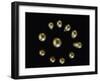 Eleven large pearls arranged in a circle-Werner Forman-Framed Giclee Print