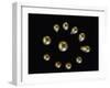 Eleven large pearls arranged in a circle-Werner Forman-Framed Giclee Print