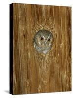 Elf Owl in Nest Hole, Madera Canyon, Arizona, USA-Rolf Nussbaumer-Stretched Canvas
