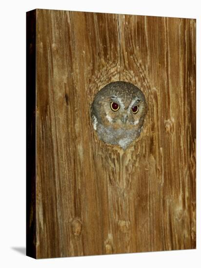 Elf Owl in Nest Hole, Madera Canyon, Arizona, USA-Rolf Nussbaumer-Stretched Canvas