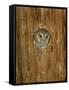 Elf Owl in Nest Hole, Madera Canyon, Arizona, USA-Rolf Nussbaumer-Framed Stretched Canvas