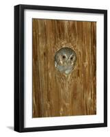 Elf Owl in Nest Hole, Madera Canyon, Arizona, USA-Rolf Nussbaumer-Framed Photographic Print