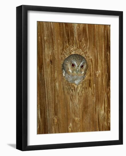 Elf Owl in Nest Hole, Madera Canyon, Arizona, USA-Rolf Nussbaumer-Framed Photographic Print