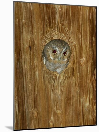 Elf Owl in Nest Hole, Madera Canyon, Arizona, USA-Rolf Nussbaumer-Mounted Photographic Print