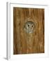Elf Owl in Nest Hole, Madera Canyon, Arizona, USA-Rolf Nussbaumer-Framed Photographic Print