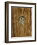 Elf Owl in Nest Hole, Madera Canyon, Arizona, USA-Rolf Nussbaumer-Framed Photographic Print