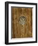 Elf Owl in Nest Hole, Madera Canyon, Arizona, USA-Rolf Nussbaumer-Framed Photographic Print