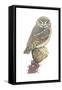 Elf Owl (Micrathene Whitneyi), Birds-Encyclopaedia Britannica-Framed Stretched Canvas