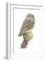Elf Owl (Micrathene Whitneyi), Birds-Encyclopaedia Britannica-Framed Art Print