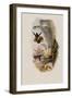 Elicia's Golden-Tail, Chrysuronia Elici?-John Gould-Framed Giclee Print