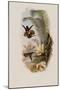 Elicia's Golden-Tail, Chrysuronia Elici?-John Gould-Mounted Giclee Print