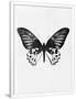 Gramercy White