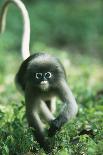 Adult Dusky Leaf Monkey (Trachypithecus Obscurus) Running, Thailand 1996-Elio Della Ferrera-Framed Stretched Canvas