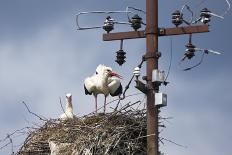 White Stork (Ciconia Ciconia) - Male and Female - Hatching-Elio Della Ferrera-Photographic Print
