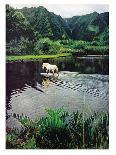 Horse Wading in Stream Amid Hills in Papera Region, South Seas-Eliot Elisofon-Photographic Print