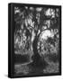 Essential Black