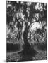 Wood Mount