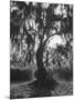 Wood Mount
