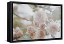 Framed Canvas