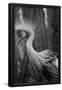 Essential Black