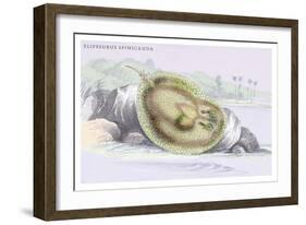 Elipersurus Spinicauda-Robert Hermann Schomburgk-Framed Art Print