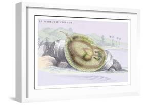 Elipersurus Spinicauda-Robert Hermann Schomburgk-Framed Art Print