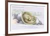 Elipersurus Spinicauda-Robert Hermann Schomburgk-Framed Art Print