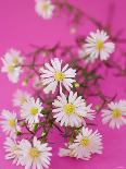 Chamomile Flowers-Elisabeth Cölfen-Photographic Print